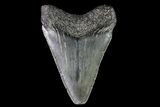 Juvenile Megalodon Tooth - Georgia #75328-1